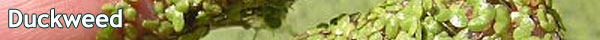 Duck weed