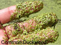 Common Duckweed