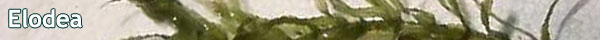 Elodea