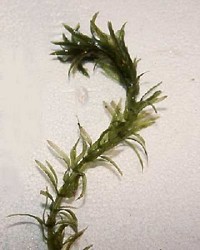 Elodea
