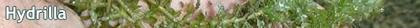 Hydrilla