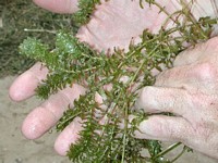 Hydrilla