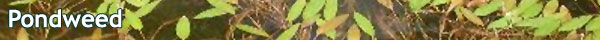 Pondweed