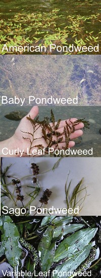 Pondweed