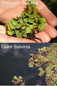 Salvinia