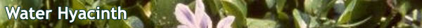 Water Hyacinth