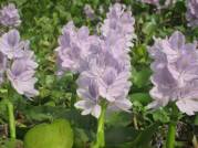 Water Hyacinth