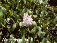 Water Hyacinth