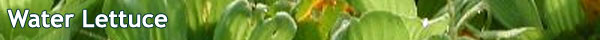 Water lettuce