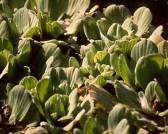 Waterlettuce